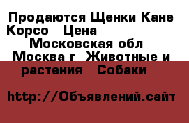 Продаются Щенки Кане Корсо › Цена ­ 15000-18000 - Московская обл., Москва г. Животные и растения » Собаки   